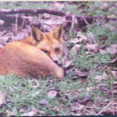 Red Fox (vulpes vulpes), adult