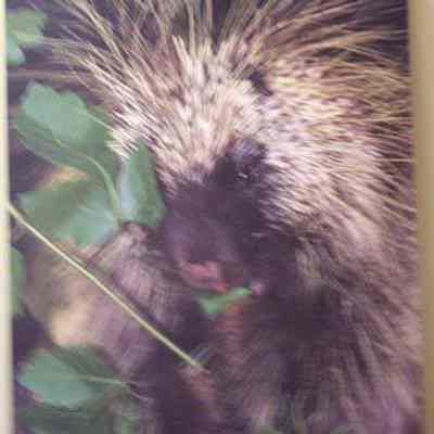 Porcupine (Erethizon dorsatum), adult