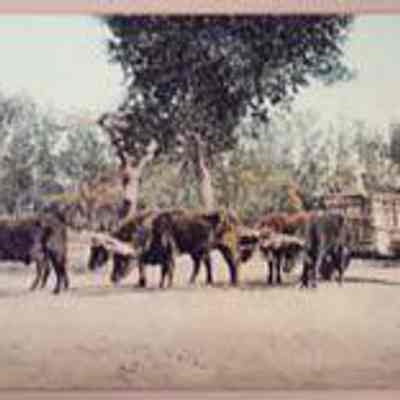 Mexican Carreta, Chicuahua