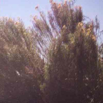 Rabbitbrush (Chrysothamnus nauseosus)
