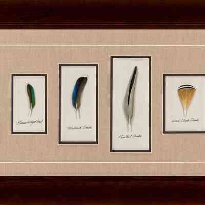 Duck Feathers