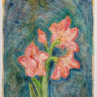 Amaryllis