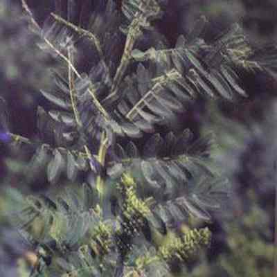 False Indigo (Amorpha fruiticosa)