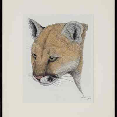 Mountain Lion (Puma concolor)