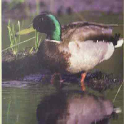 Mallard (Aras platyrhynchos), adult male