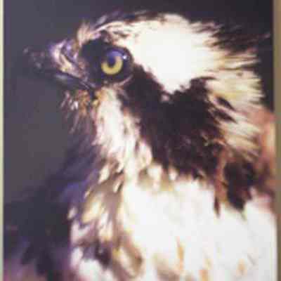 Osprey (Pandion haliaetus), adult