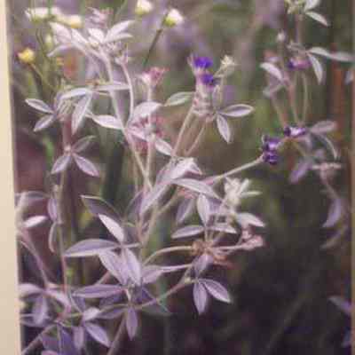 Silver-leaf Scurf-pea (Psoralea [Pediomelum] argophylla)