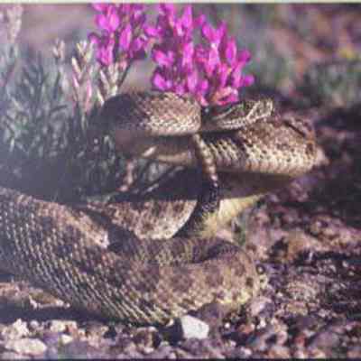 Prairie Rattlesnake (Crotalus viridis), adult