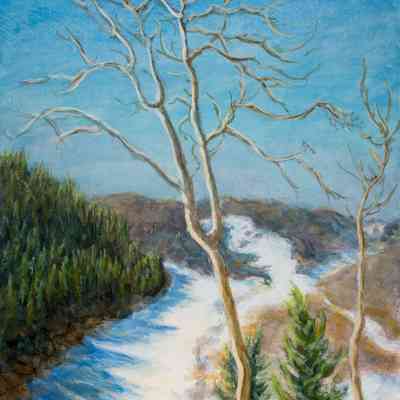 Winter in San Isabel Forest