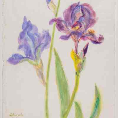 Two Iris