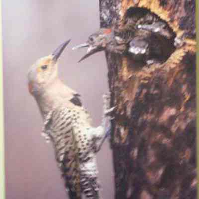 Northern Flicker (Colaptes auratus) adult female and young