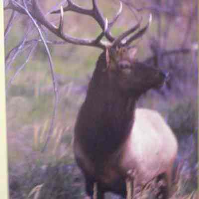Elk (Cervus elaphus), adult male