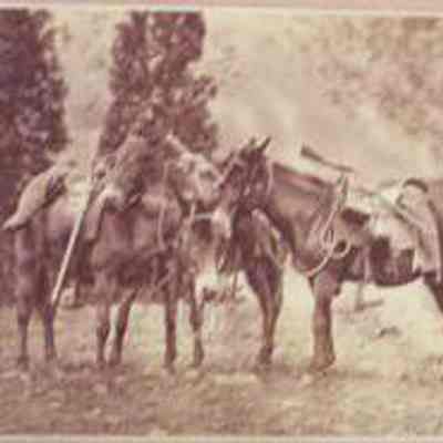 Survey Mules