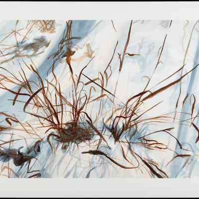 Winter Grasses 1