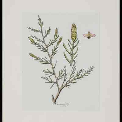 Black Greasewood (Sarcobatus vermiculatus)