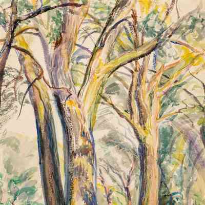 Tree Study (Cottonwoods at Milford)