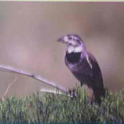 McCown's Longspur (calcarius mccownii), adult male