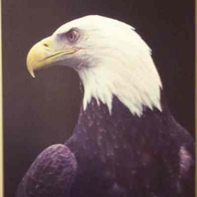 Bald Eagle (Haliaeetus leucocephalus), adult