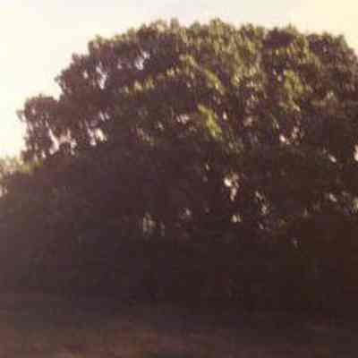 "Council Bluff" [now Fort Atkinson], Washington County, Nebraska with bur oak (Quercus macrocarpa), in foreground