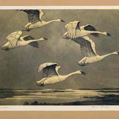 Whistling Swan