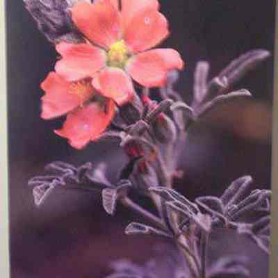 Red False [scarlet globe] Mallow (sphaeralcea coccinea)