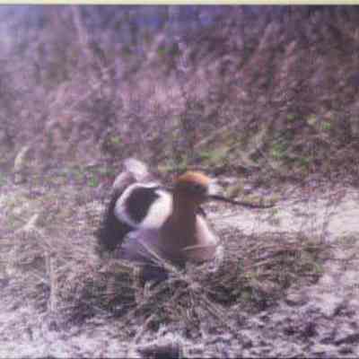 American Avocet (Recurvirostra americana), incubating adult