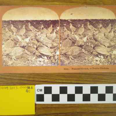 3322, Pinnated Grouse, or Prairie Chickens