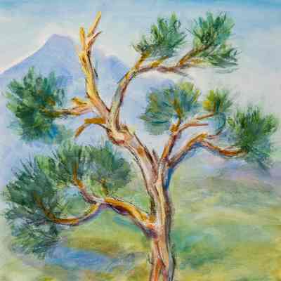 Wind-blown Pine-on Co. Springs Road