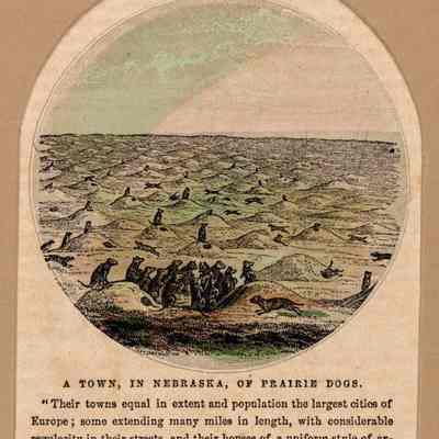 A Town, in Nebraska, of Prairie Dogs