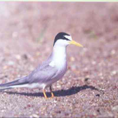 Least Tern (Sterna antillarum), adult
