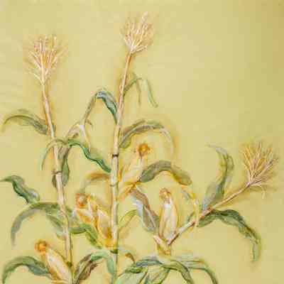 Corn Panel