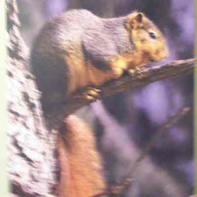 Eastern Fox Squirrel (Sciurus niger), adult