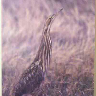 American Bittern (Botaurus lentiginosus), adult