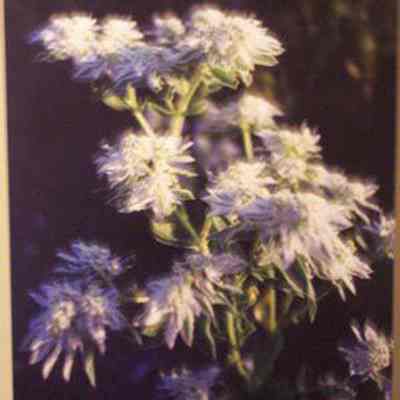 Snow-on-the-Mountain (Euphorbia marginata)