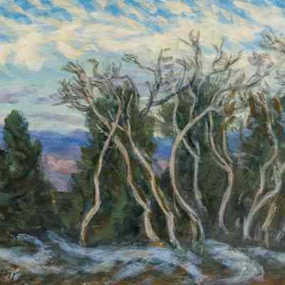 Winter Aspens near Westcliffe