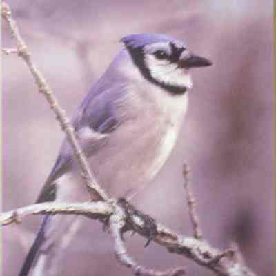 Blue Jay (cyanocitta cristata), adult