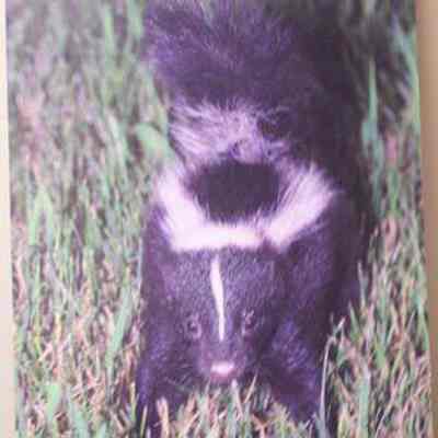 Striped Skunk (Mephitis), adult