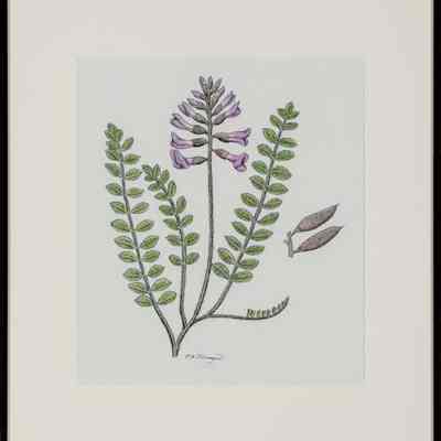 Missouri Milk-vetch (Astragalus missouriensis)