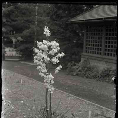 B. Garden