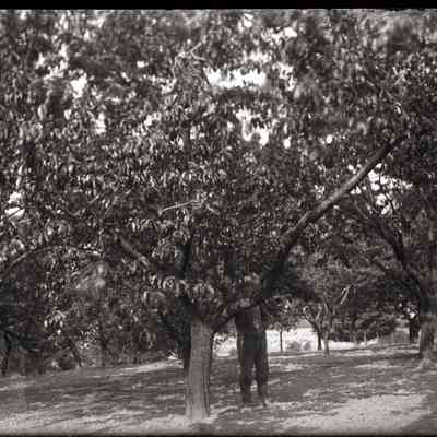 Orchards So. Haven - 03