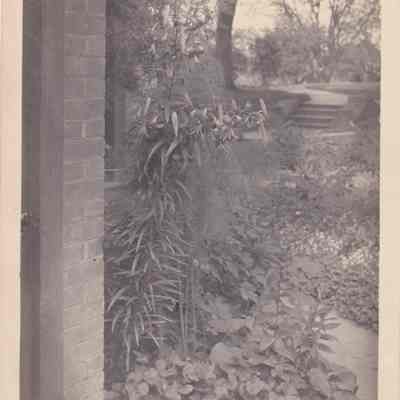 Tiger lily at the corner