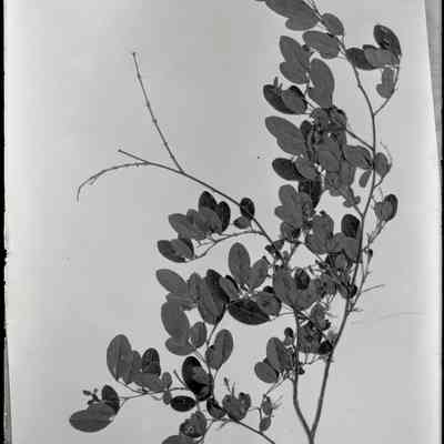 Plant?