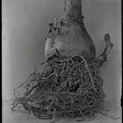 Allium Plant