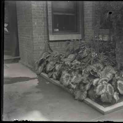 Sage Pl. House [bed of Coleus]