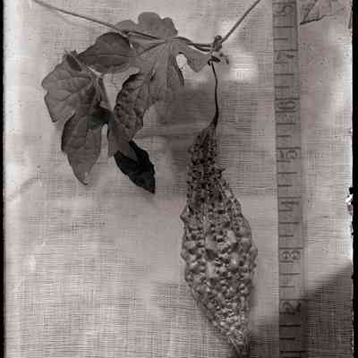Plant [Balsam-Pear]