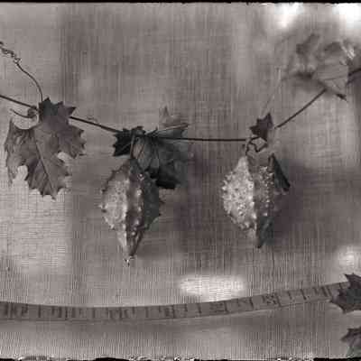 Plant [Balsam-Apple]