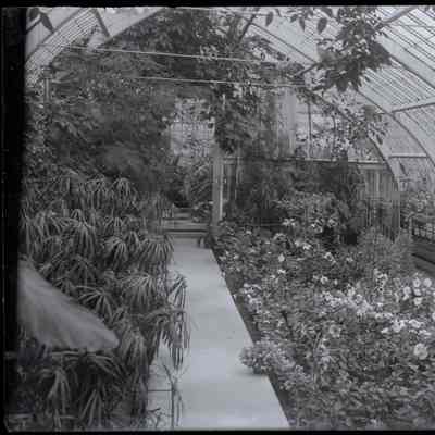 Sage Pl. Gr. House [interior greenhouse]