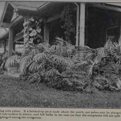 “Bedding with Palms,” in L. H. Bailey, Manual of Gardening (1910), pl. VII.