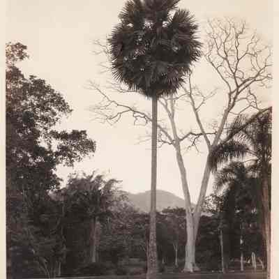 Trinidad