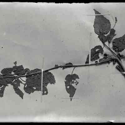 Plant